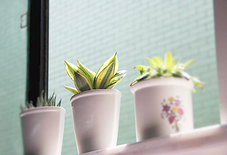 促進(jìn)夫妻關(guān)系的植物，你有沒(méi)有放在房間里？