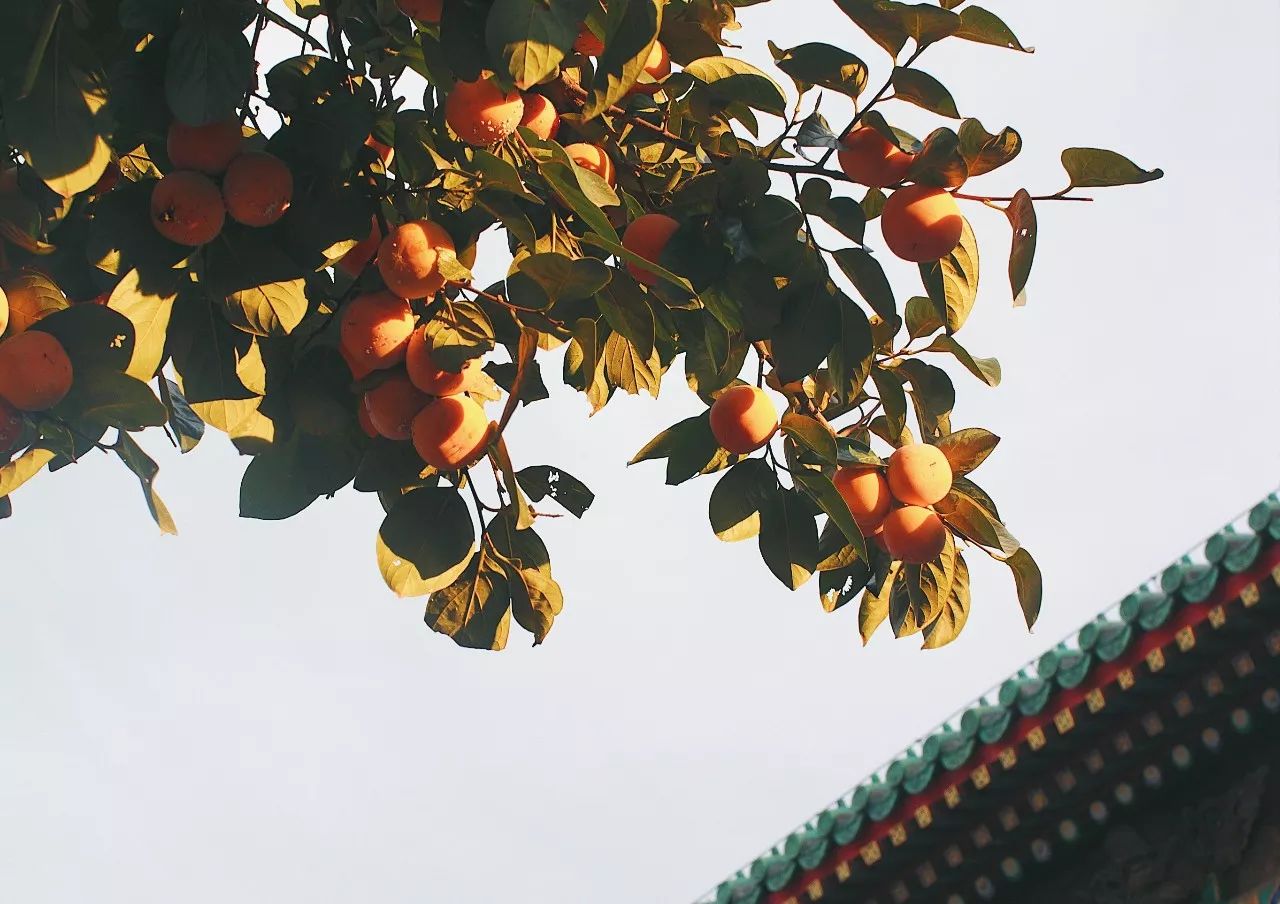 秋果·798店，愿你找回20年前的單純時(shí)光