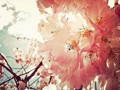 古風(fēng)微博網(wǎng)名:青鳶