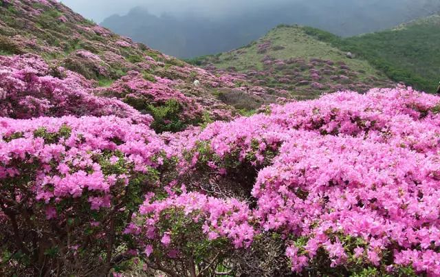 珀洱半坡，在竹海樹林之間盡享山間好風光