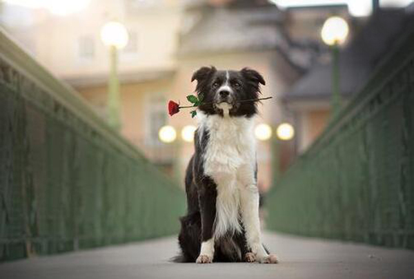 學(xué)會(huì)這些風(fēng)水絕招，讓你告別單身的日子