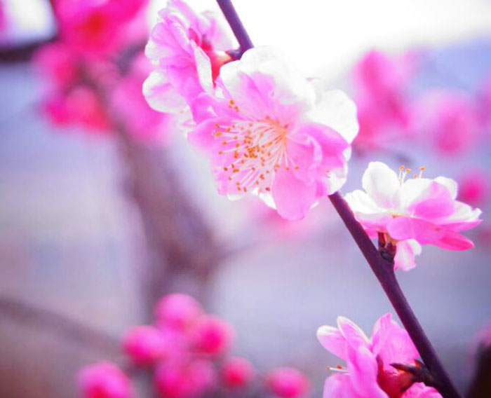 化解桃花劫，就靠這些風(fēng)水學(xué)