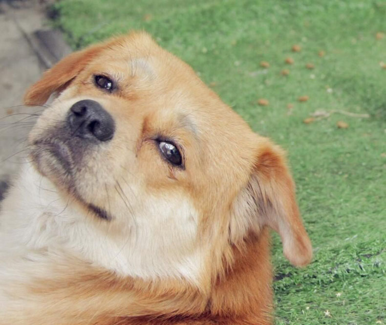 關(guān)注風水學，讓你擺脫單身狗的命運