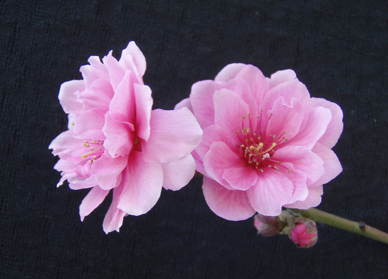 碰見(jiàn)爛桃花怎么辦？風(fēng)水學(xué)幫你趕走它們！