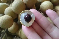 龍眼一天吃多少合適 吃多了會怎么樣？